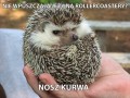 Jeze i rolerkostery