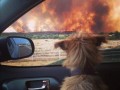 Some dogs just want to watch the world burn