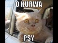 O kurwa psy xd