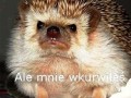 Alemniewkurwiles