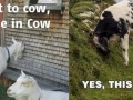 Hello cow
