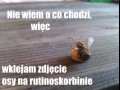 Osa