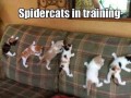 Spidercats