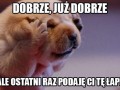 Podaj lape