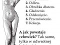 Jak powstaje człowiek