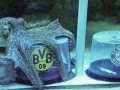 Wygra borussia