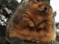 Notfat