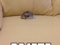 Zajęte