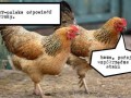 Polska odpowiedź na drony