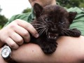 Mała pantera mówi rawr