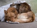 Dwaj bezdomni przyjaciele
