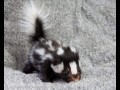 Skunks