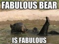 Fabolous bear