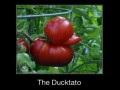 Ducktato