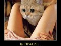 Cipacze