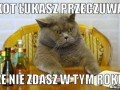 Kot łukasz