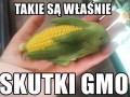 Skutki gmo