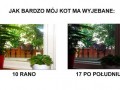 Kot wybitnie ma wyjebane