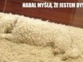 Jest dywanem