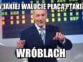 W jakiej walucie płącą ptaki