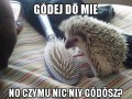 Godej