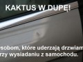 Kaktus w dupę