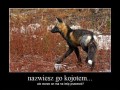 Kojot pszemek