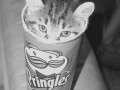 Pringles