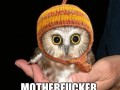 Hoot hoot