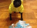 Breaking bad dog