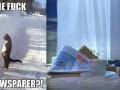 Gdzie gazeta