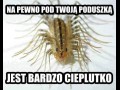Już dzisiaj pod twoją poduszką