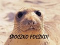 Spoczko foczko