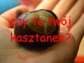 Kasztanek
