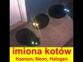 Imiona kotów