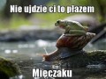 Płazy i gady