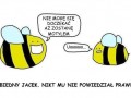 Biedny jacek