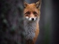 Smutny firefox
