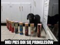 Moj pies