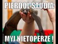 Pierdol studia myj nietoperze