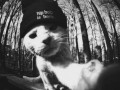 Kot hiphopowiec