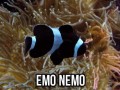 Emo nemo