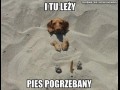 I tu leży pies pogrzebany