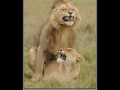 Sex face