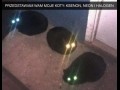 Przedstawiam moje koty