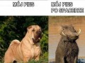 Pies po spacerze