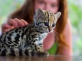 Mały ocelot