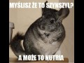 Szynszyl