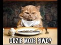 Gdzie moje piwo