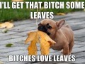 Doggy dog